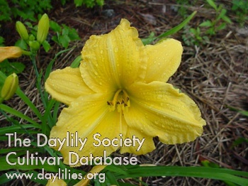 Daylily Jean Wooten